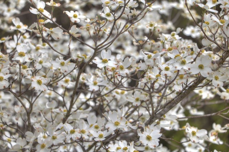 dogwood-blooms