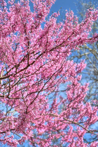 redbuds-in-bloom