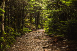 Peaceful mountain trail in the Great Smoky Mountains National Park