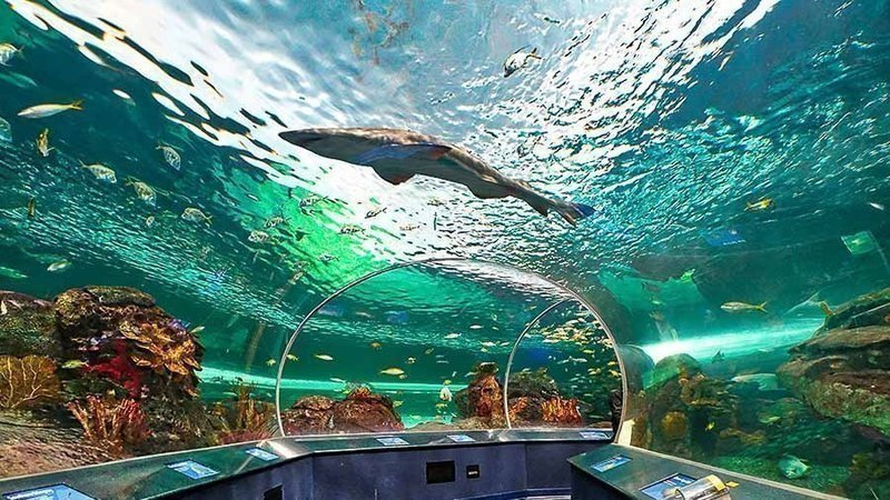 Shark swimming over the underwater tunnel at Ripley's Aquarium of the Smokies in Gatlinburg, TN